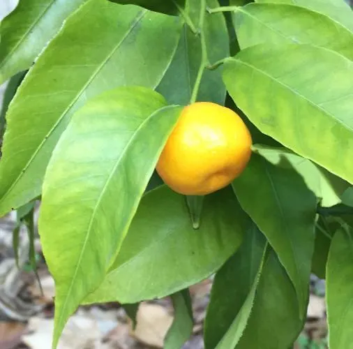 Rosalinda 4* דונגו