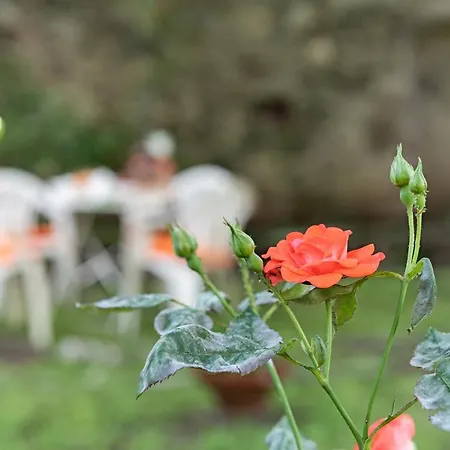 Rosalinda 4*